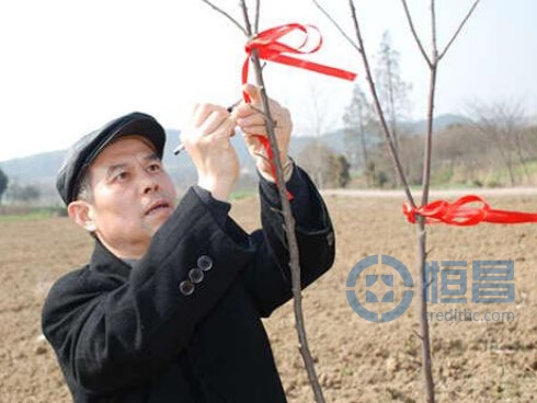 恒昌財富南京分公司開展公益植樹活動